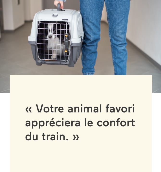 votre animal favori appréciera le confort du train