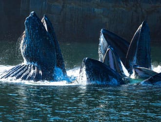 Observation de baleines à bosse avec Adventure Tours de Prince Rupert