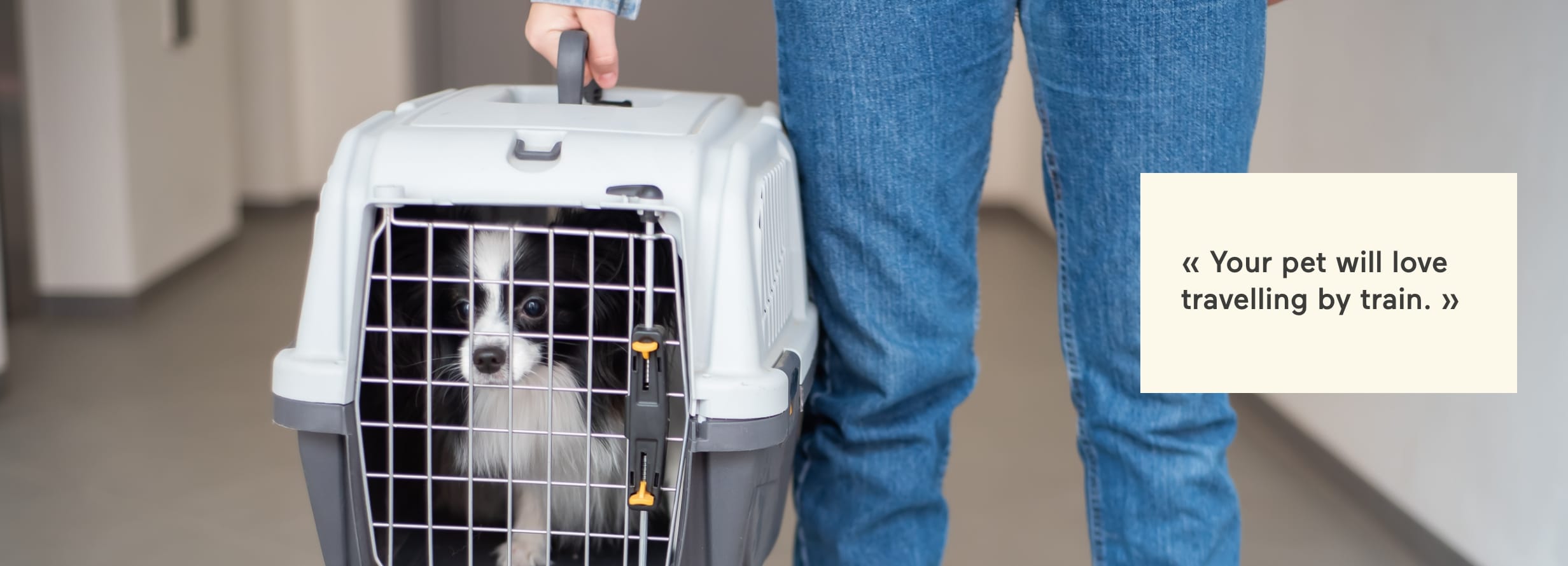 your pet will love travelling by train